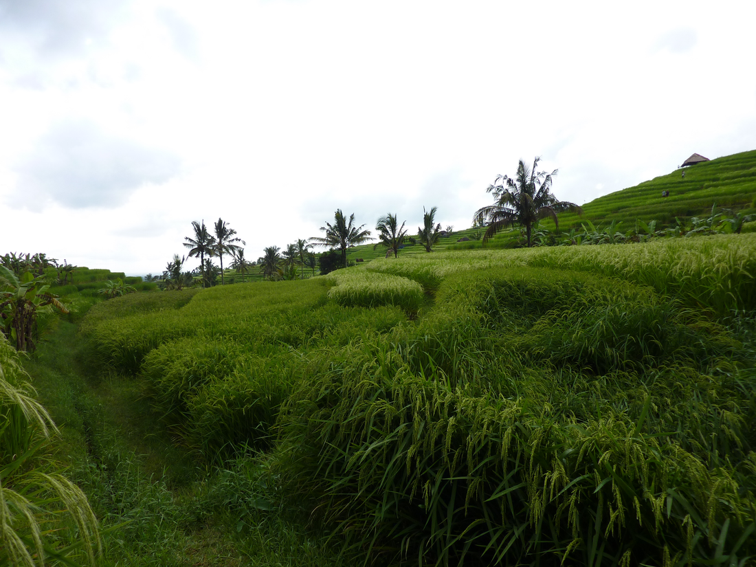 2025: Lower Prices, Same Premium Quality