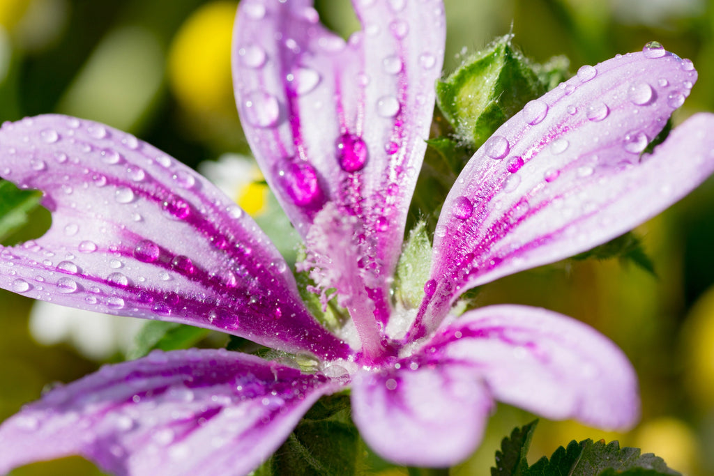 Malva Sylvestris Flower
