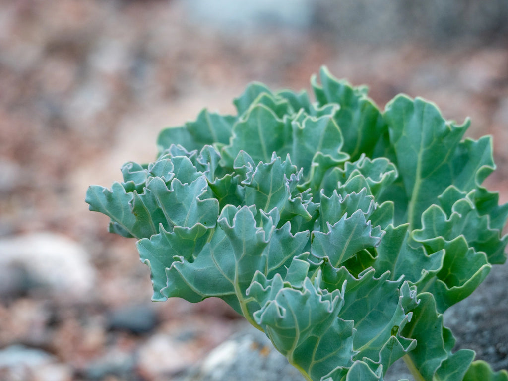 Sea Kale